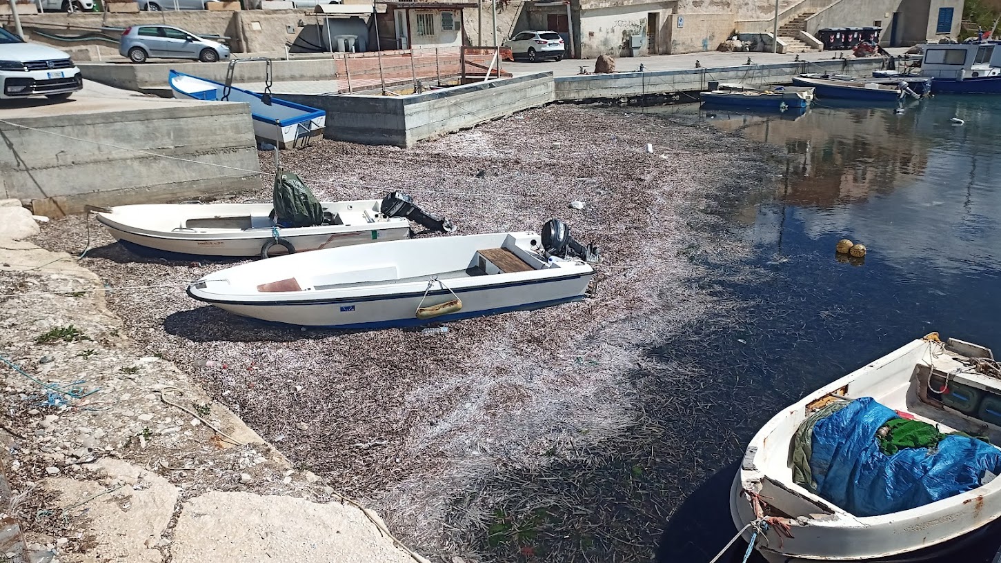 https://www.tp24.it/immagini_articoli/01-01-2025/1735765950-0-selinunte-al-via-la-rimozione-della-posidonia.jpg