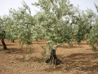 https://www.tp24.it/immagini_articoli/01-07-2026/minacce-per-un-uliveto-all-asta-a-campobello-revocato-il-braccialetto-elettronico-250.jpg