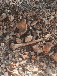 https://www.tp24.it/immagini_articoli/01-09-2026/dopo-marsala-ossa-nel-terreno-anche-nel-cimitero-di-erice-250.jpg