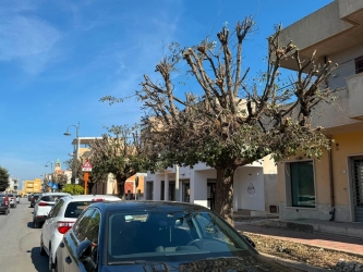 https://www.tp24.it/immagini_articoli/01-10-2026/petrosino-e-polemica-sulla-potatura-degli-alberi-in-via-baglio-l-opposizione-chi-ha-eseguito-i-lavori-250.jpg