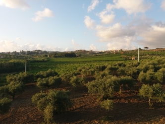 https://www.tp24.it/immagini_articoli/01-10-2026/santa-ninfa-martedi-in-consiglio-comunale-si-affrontera-la-crisi-dell-agricoltura-250.jpg