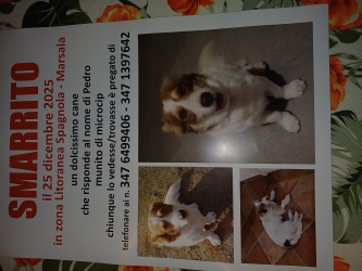 https://www.tp24.it/immagini_articoli/02-01-2026/marsala-si-cerca-pedro-un-cagnolino-smarrito-al-lungomare-spagnola-il-giorno-di-natale-250.jpg