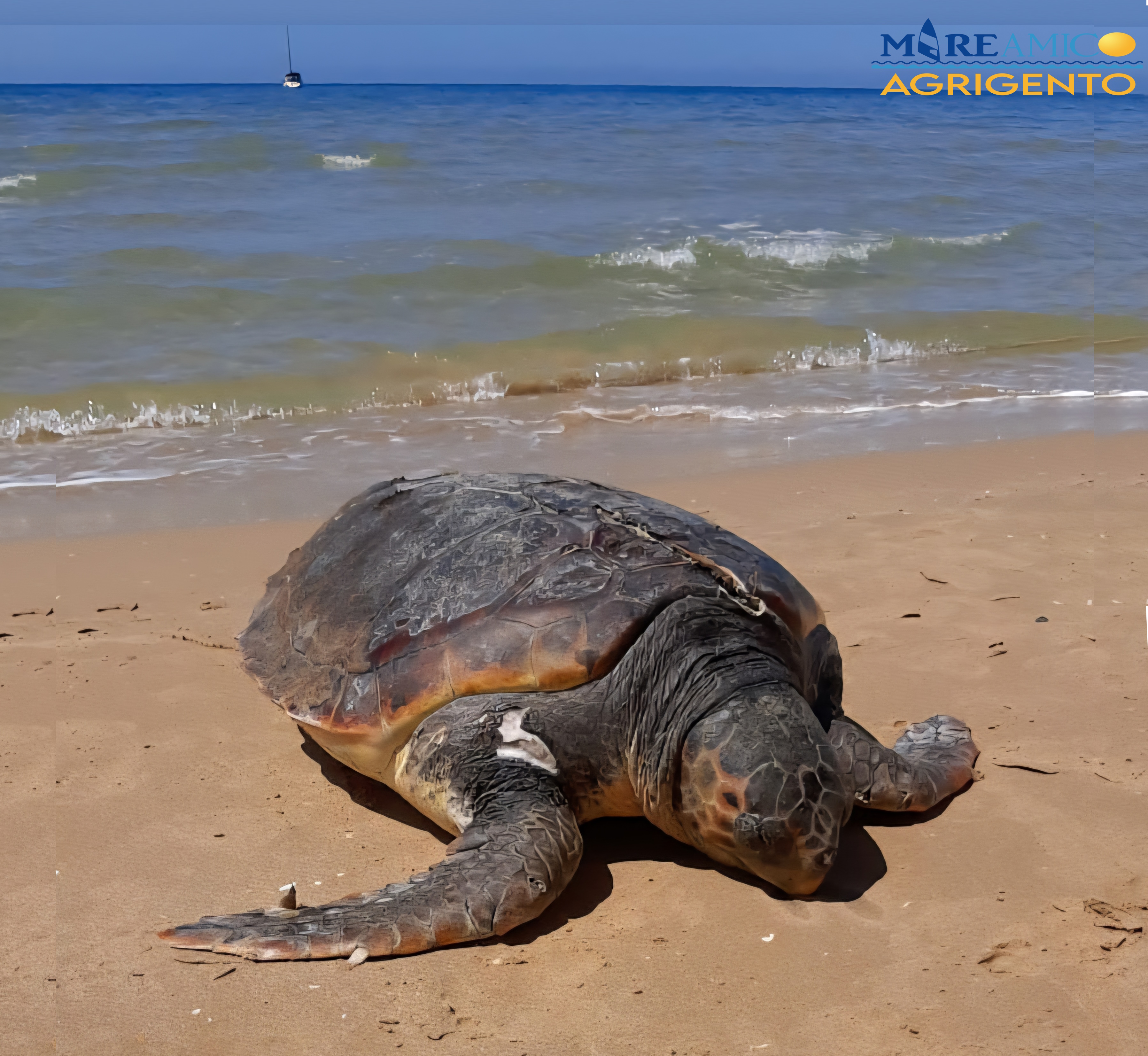 https://www.tp24.it/immagini_articoli/02-06-2025/1748881785-0-tartaruga-caretta-caretta-uccisa-dall-elica-di-uno-scafo-mentre-cercava-di-deporre-le-uova.jpg
