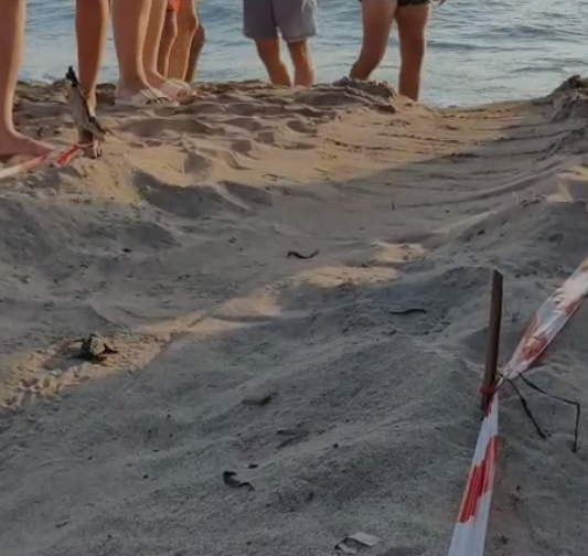 https://www.tp24.it/immagini_articoli/02-08-2025/1754113668-0-marsala-la-magia-della-natura-prima-schiusa-di-tartarughe-caretta-caretta-dell-estate.png
