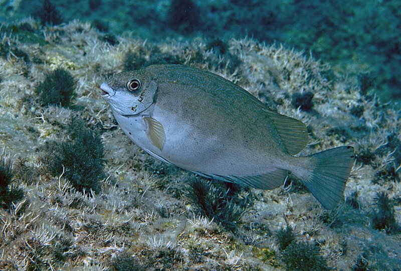 https://www.tp24.it/immagini_articoli/02-10-2026/1790929975-0-una-nuova-specie-aliena-trovata-a-favignana-e-il-pesce-coniglio-scuro.jpg