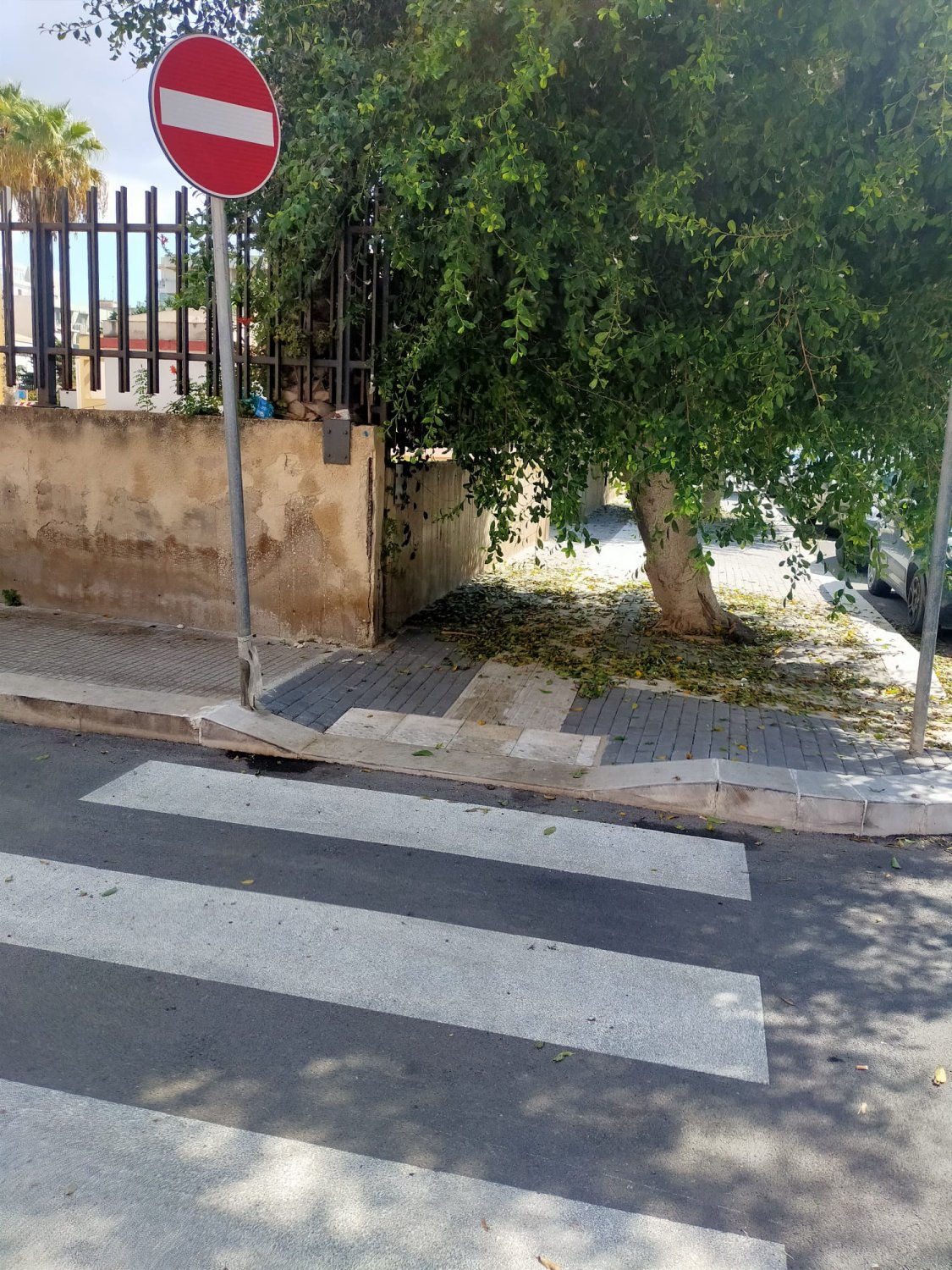 https://www.tp24.it/immagini_articoli/02-10-2026/1790975209-0-marsala-in-via-verdi-gli-alberi-non-potati-costringono-genitori-e-alunni-a-camminare-in-strada.jpg