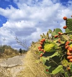 https://www.tp24.it/immagini_articoli/02-10-2026/cammini-e-sentieri-domenica-la-quarta-giornata-regionale-con-oltre-30-appuntamenti-ecco-dove-250.jpg