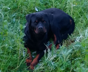 https://www.tp24.it/immagini_articoli/03-01-2026/marsala-di-chi-e-questo-rottweiler-smarrito-in-contrada-ventrischi-250.png