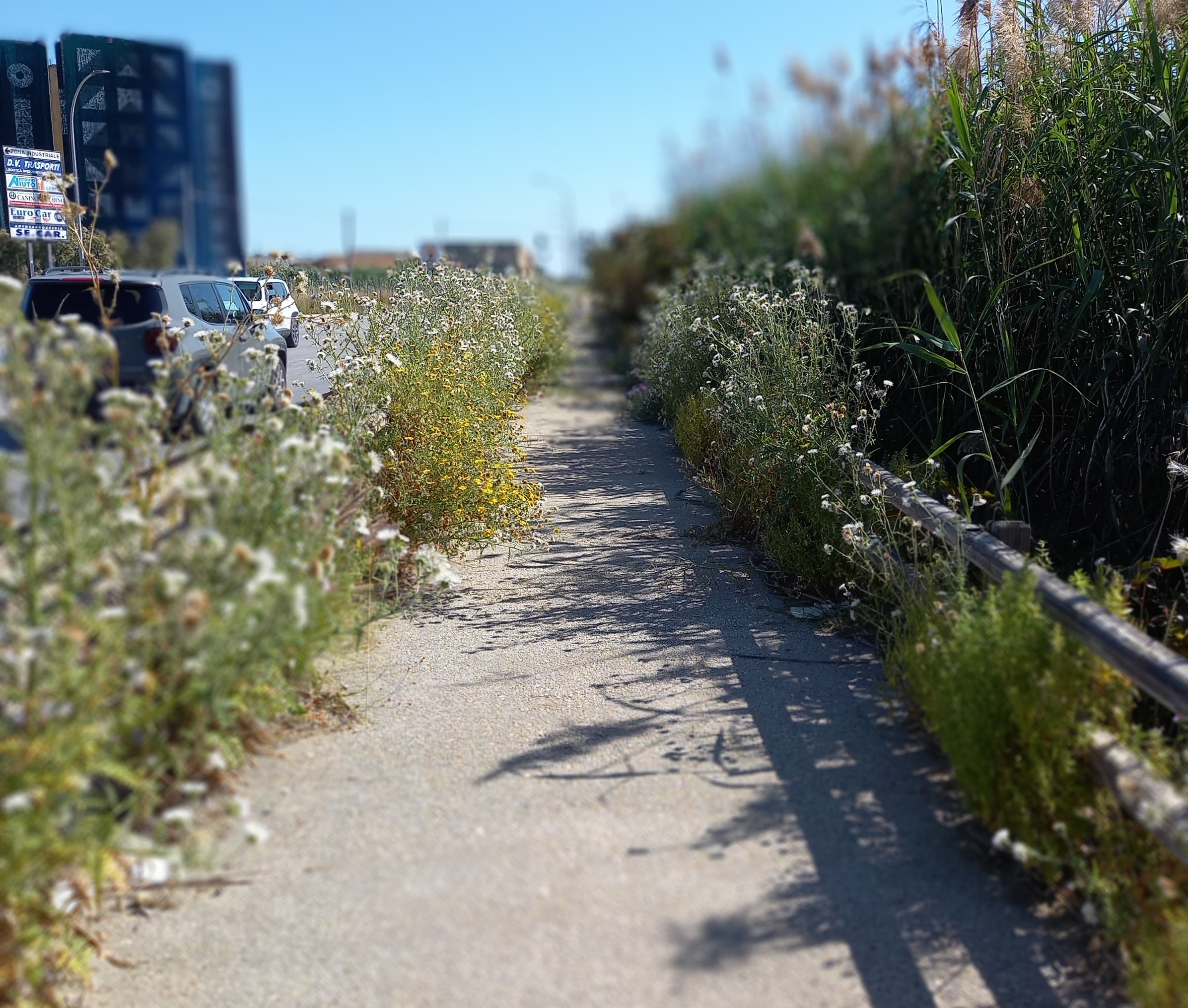 https://www.tp24.it/immagini_articoli/03-05-2025/1746229897-0-la-grande-ferita-della-pista-ciclabile-trapani-nubia-20-anni-dopo.jpg