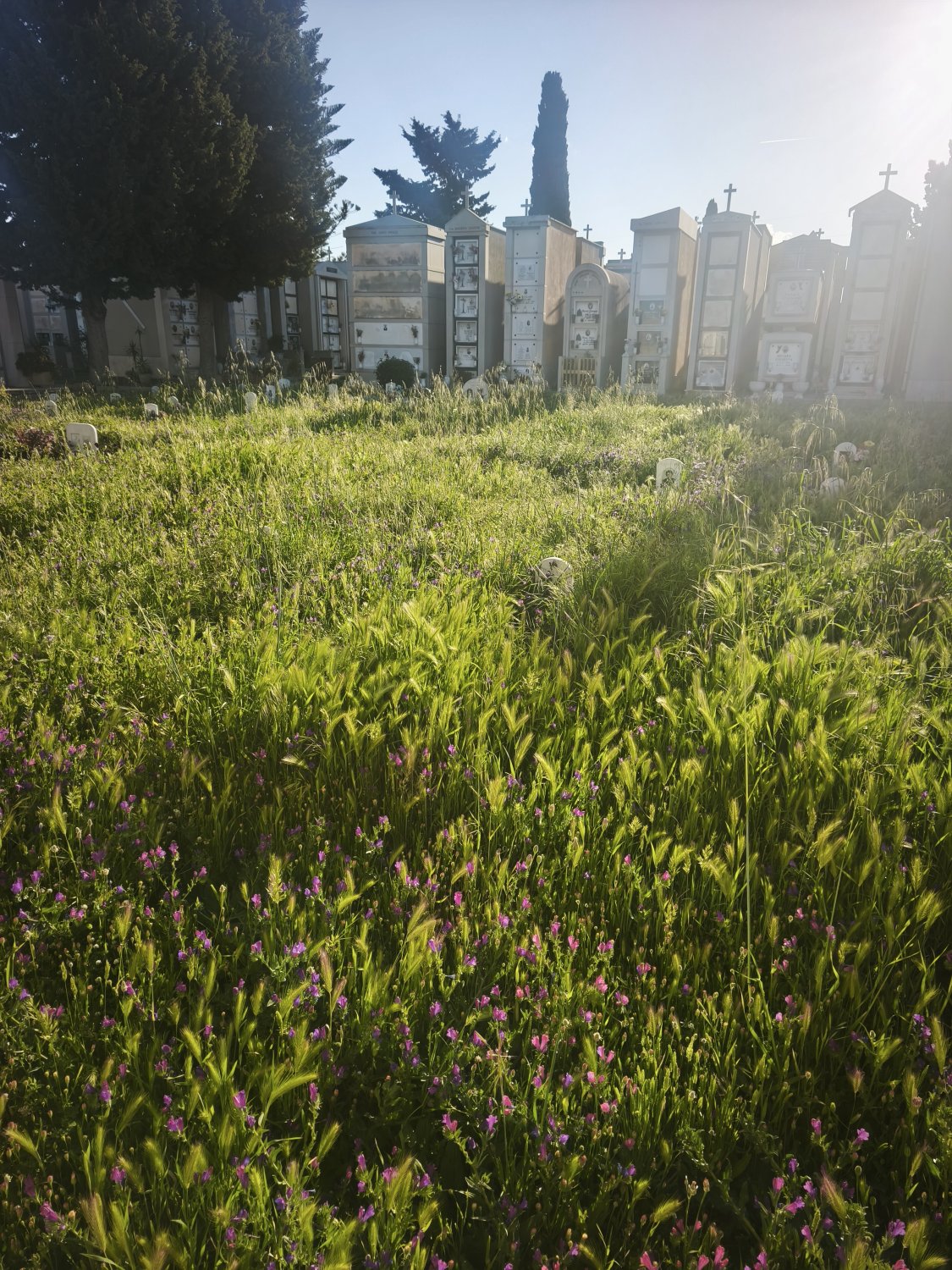 https://www.tp24.it/immagini_articoli/03-05-2026/1777810917-0-l-erba-copre-le-lapidi-al-cimitero-di-paceco-il-consigliere-ricciardi-interroga-l-amministrazione.jpg
