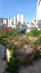 https://www.tp24.it/immagini_articoli/03-05-2026/cimiteri-delle-egadi-nel-degrado-egadi-meravigliose-situazione-indegna-250.jpg