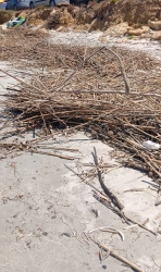 https://www.tp24.it/immagini_articoli/03-06-2026/spiagge-impraticabili-a-san-teodoro-famiglie-costrette-a-pulire-da-sole-250.jpg