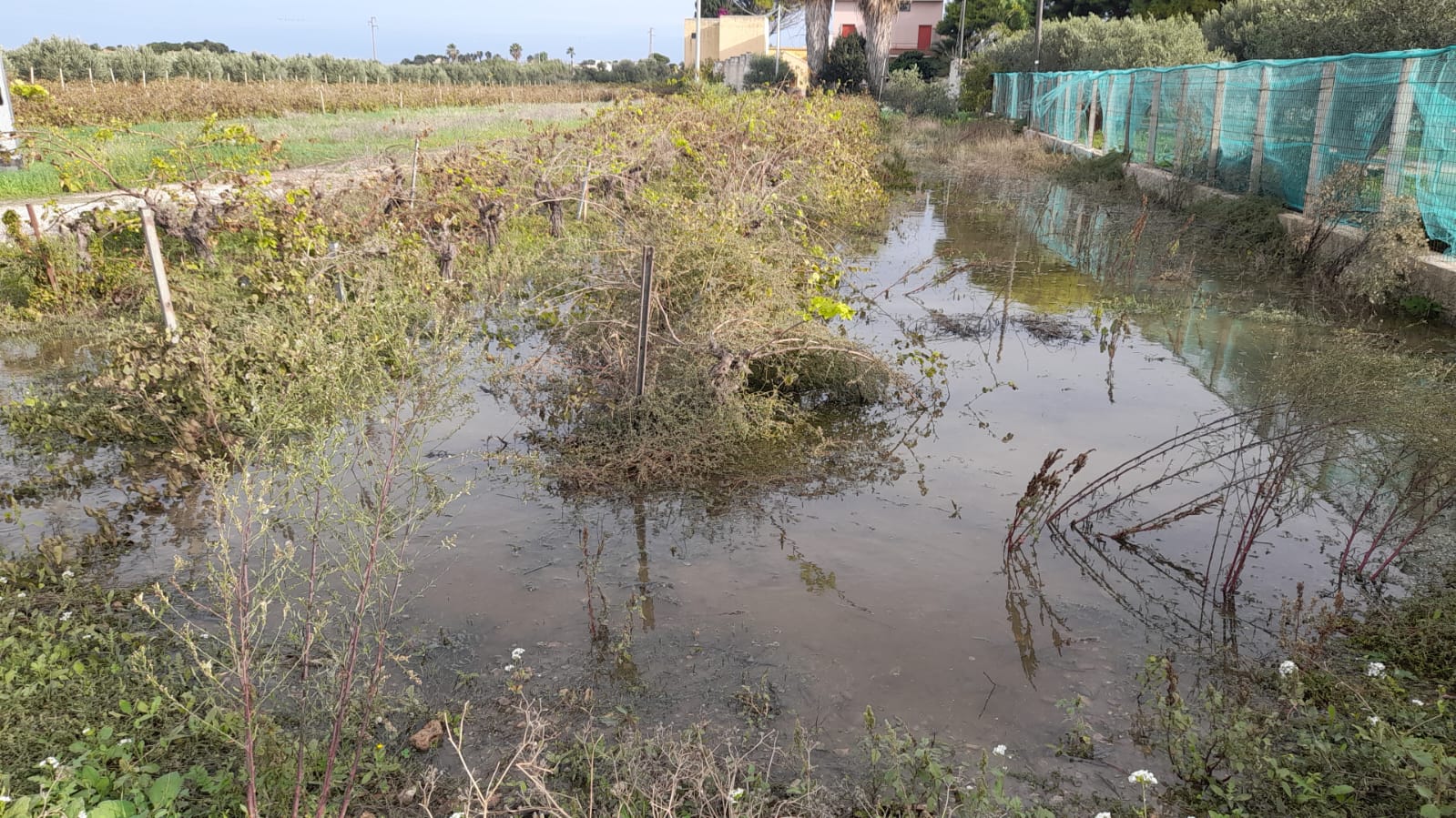 https://www.tp24.it/immagini_articoli/03-11-2025/1762166999-0-marsala-in-contrada-pispisia-da-un-anno-c-e-una-perdita-d-acqua-e-nessuno-interviene.jpg