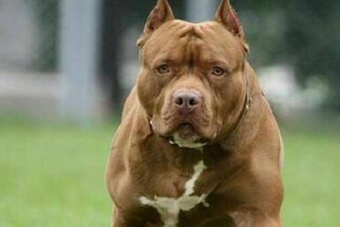 https://www.tp24.it/immagini_articoli/03-11-2025/1762192316-0-pitbull-aggredisce-e-uccide-un-cagnolino-ferita-una-bambina-di-10-anni.jpg