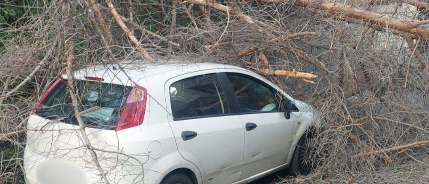 https://www.tp24.it/immagini_articoli/04-01-2026/1767522104-0-albero-si-abbatte-su-un-auto-in-transito-quattro-feriti.png
