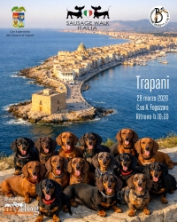 https://www.tp24.it/immagini_articoli/05-03-2026/anche-a-trapani-la-sausage-walk-la-passeggiata-dei-bassotti-250.jpg