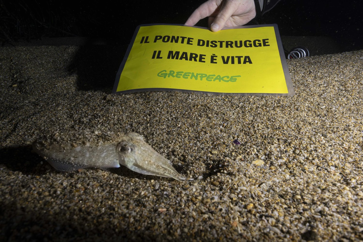 https://www.tp24.it/immagini_articoli/05-06-2026/1780679875-0-ponte-sullo-stretto-greenpeace-lancia-la-campagna-aggiungiamo-bellezza-al-mare.jpg