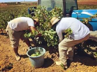 https://www.tp24.it/immagini_articoli/05-09-2026/vendemmia-2026-allarme-per-le-cantine-sociali-e-la-tempesta-perfetta-250.jpg