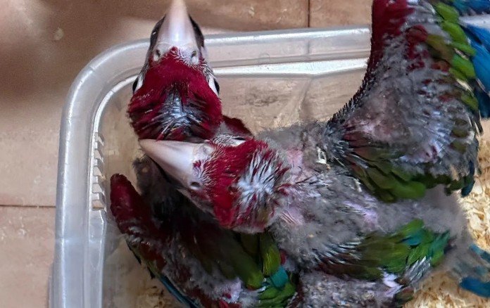 https://www.tp24.it/immagini_articoli/05-10-2026/1791185250-0-quasi-400-animali-esotici-dentro-un-auto-in-sicilia-erano-diretti-a-malta.jpg