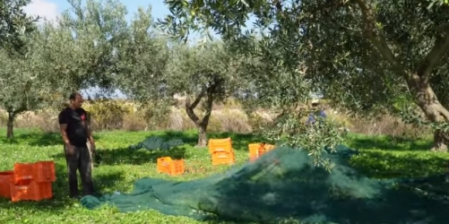https://www.tp24.it/immagini_articoli/05-10-2026/olio-in-sicilia-scatta-la-protesta-dei-produttori-almeno-8-euro-al-litro-250.jpg