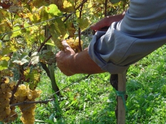https://www.tp24.it/immagini_articoli/06-04-2026/vendemmia-verde-misura-strategica-per-il-comparto-vitivinicolo-250.jpg
