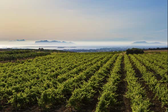 https://www.tp24.it/immagini_articoli/06-05-2026/1778051368-0-marsala-le-cantine-ai-candidati-sindaco-la-citta-riparta-dall-enoturismo.jpg