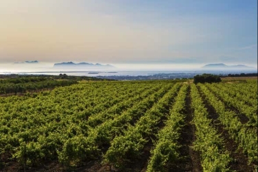 https://www.tp24.it/immagini_articoli/06-05-2026/marsala-le-cantine-ai-candidati-sindaco-la-citta-riparta-dall-enoturismo-250.jpg