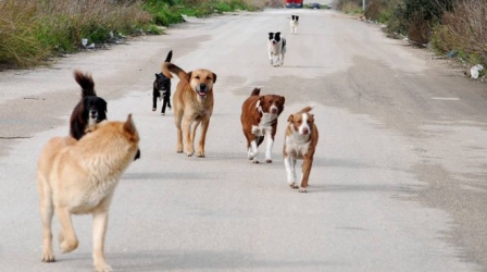 https://www.tp24.it/immagini_articoli/06-07-2026/marsala-cani-randagi-mordono-un-uomo-nella-zona-di-amabilina-250.jpg
