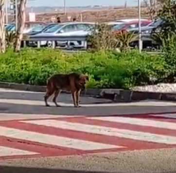 https://www.tp24.it/immagini_articoli/06-08-2026/1786033439-0-birgi-cane-randagio-in-difficolta-davanti-all-aeroporto-la-denuncia-di-un-lettore.jpg