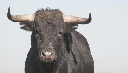 https://www.tp24.it/immagini_articoli/06-08-2026/tragedia-in-sicilia-muore-incornato-da-un-toro-250.jpg