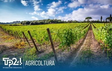 https://www.tp24.it/immagini_articoli/07-02-2026/bando-regionale-agricoltura-i-guardiani-penalizzata-la-viticoltura-trapanese-250.jpg