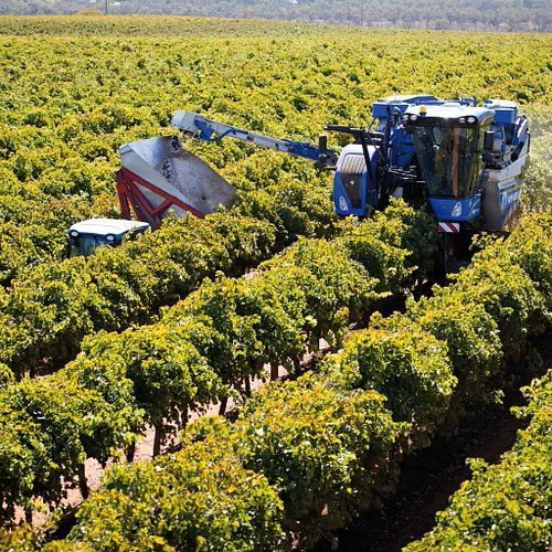 https://www.tp24.it/immagini_articoli/07-09-2026/1788777467-0-alcamo-morte-sul-lavoro-durante-la-vendemmia-i-sindacati-la-sicurezza-non-sia-una-roulette-russa.jpg
