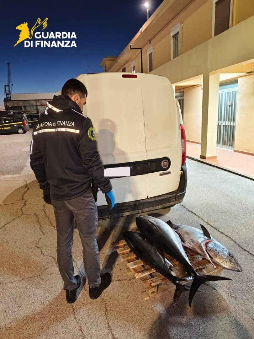 https://www.tp24.it/immagini_articoli/08-04-2026/1775636309-0-le-fiamme-gialle-sequestrano-quattro-quintali-di-pesce-senza-tracciabilita.jpg