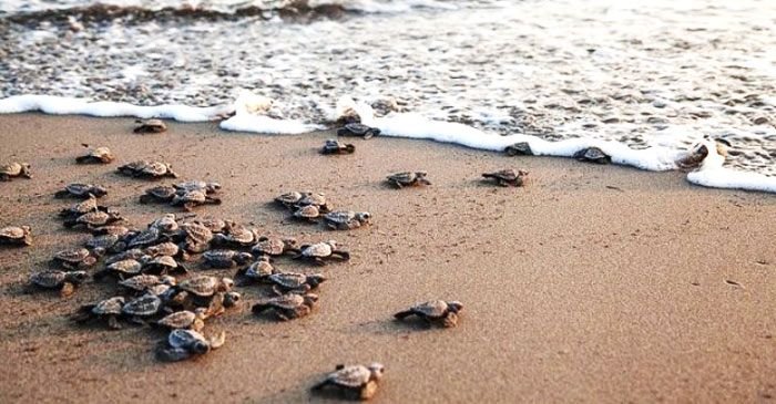 https://www.tp24.it/immagini_articoli/08-08-2026/1786167345-0-tartarughe-marine-in-sicilia-130-nidi-e-fino-a-8-mila-piccoli-in-arrivo.jpg
