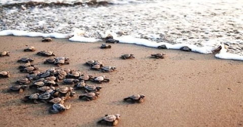 https://www.tp24.it/immagini_articoli/08-08-2026/tartarughe-marine-in-sicilia-130-nidi-e-fino-a-8-mila-piccoli-in-arrivo-250.jpg