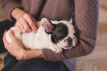https://www.tp24.it/immagini_articoli/08-09-2026/amici-a-quattro-zampe-la-guida-completa-per-la-tutela-e-il-benessere-del-cane-250.jpg