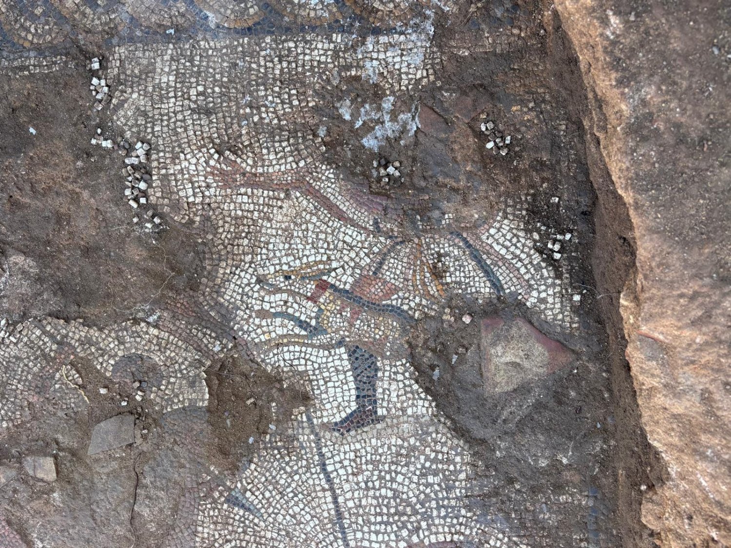 https://www.tp24.it/immagini_articoli/09-06-2026/1781028006-0-nuovi-mosaici-al-parco-lilibeo-il-pd-la-cultura-motore-di-rilancio-della-citta.jpg