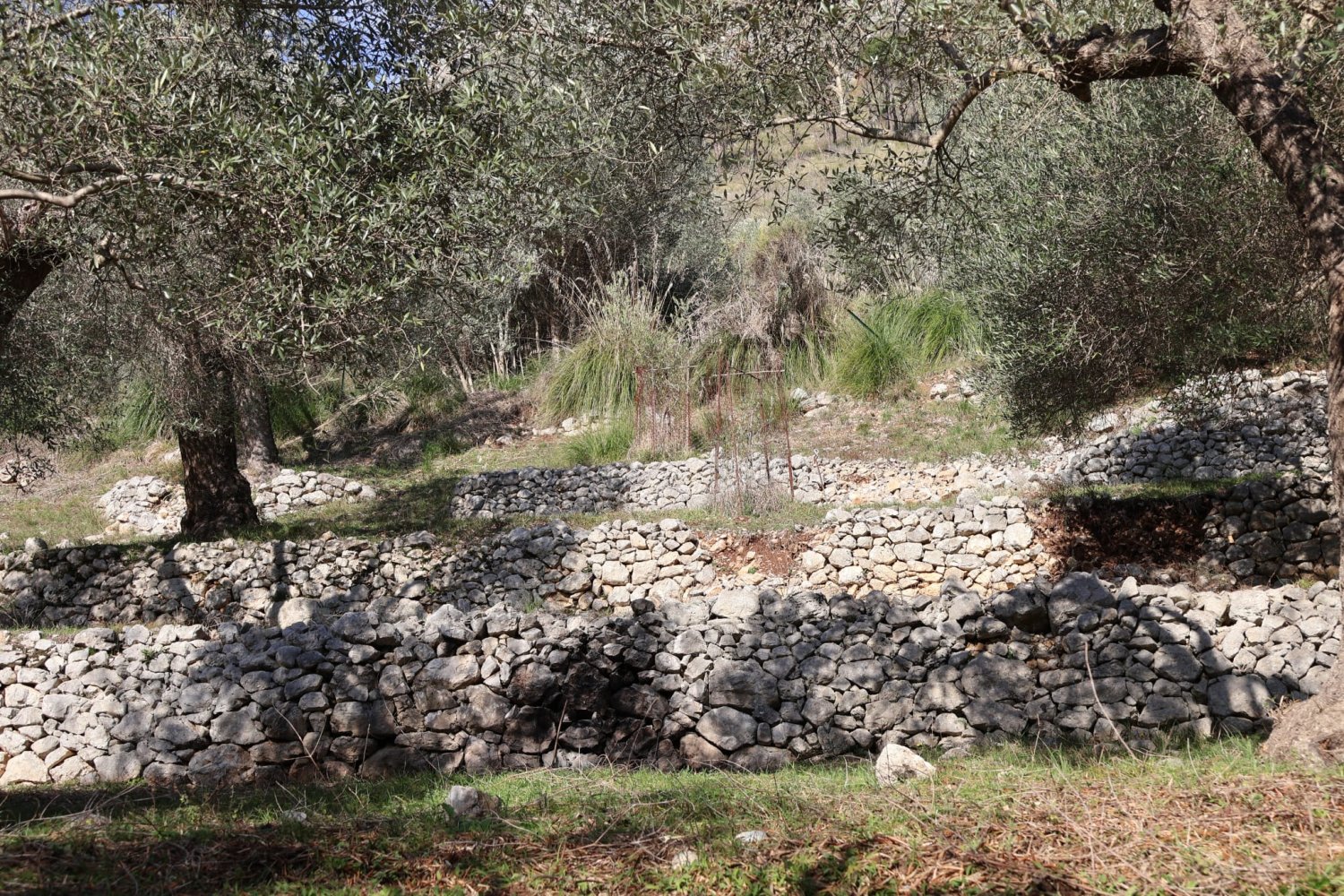 https://www.tp24.it/immagini_articoli/09-07-2026/1783558754-0-parco-di-pantelleria-e-venafro-insieme-per-salvare-gli-oliveti-storici.jpg