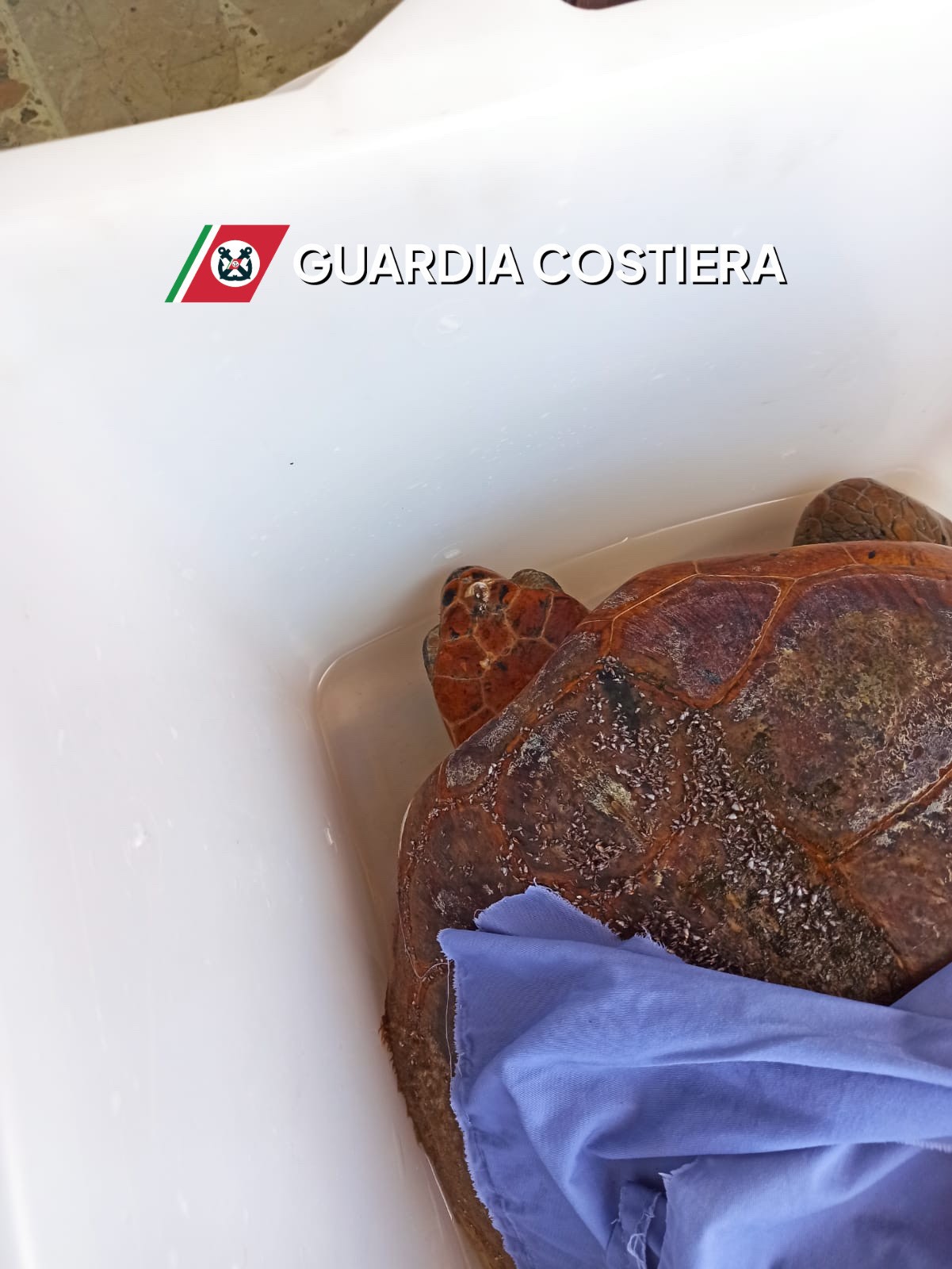 https://www.tp24.it/immagini_articoli/10-10-2025/1760090252-0-la-guardia-costiera-salva-una-tartaruga-a-bonagia.jpg