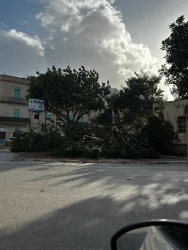https://www.tp24.it/immagini_articoli/11-01-2026/maestrale-a-raffiche-fino-a-90-km-h-pali-e-alberi-giu-trapani-sotto-assedio-250.jpg
