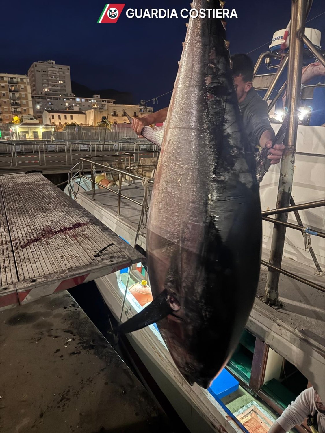 https://www.tp24.it/immagini_articoli/11-05-2026/1778513354-0-pesca-illegale-di-tonno-rosso-maxi-sequestro-a-marsala-e-trapani-5-tonnellate.jpg