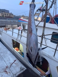 https://www.tp24.it/immagini_articoli/11-05-2026/maxi-sequestro-di-tonno-rosso-250.jpg