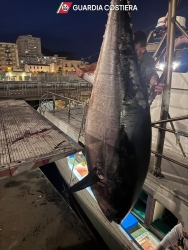 https://www.tp24.it/immagini_articoli/11-05-2026/pesca-illegale-di-tonno-rosso-maxi-sequestro-a-marsala-e-trapani-5-tonnellate-250.jpg
