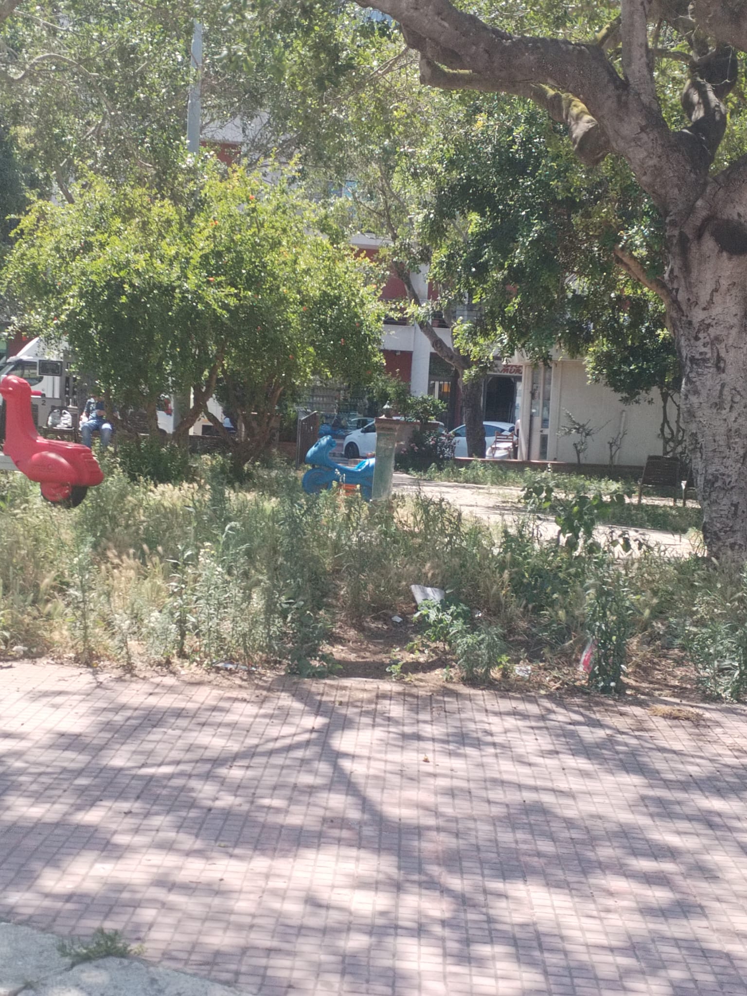 https://www.tp24.it/immagini_articoli/11-06-2025/1749631231-0-marsala-erbacce-e-degrado-tra-i-giochi-per-bambini-di-piazza-caprera.jpg