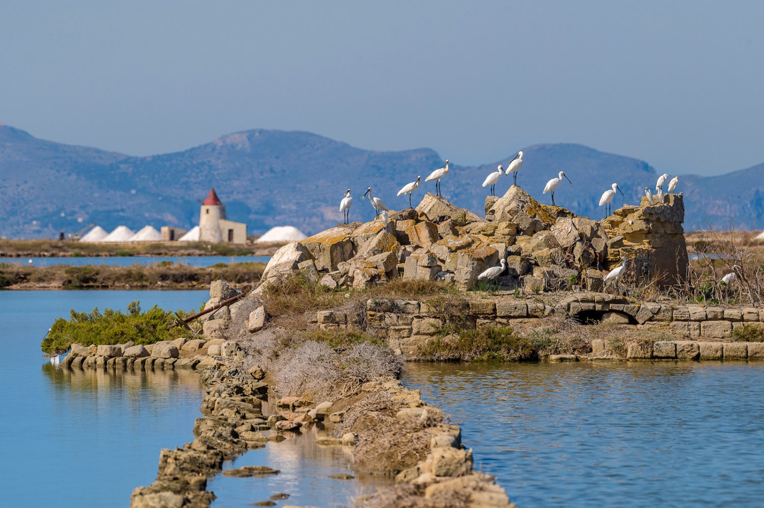 https://www.tp24.it/immagini_articoli/11-10-2026/1791720387-0-saline-di-trapani-la-spatola-iclk-torna-dopo-18-anni-il-viaggio-che-unisce-sicilia-e-delta-del-po.jpg