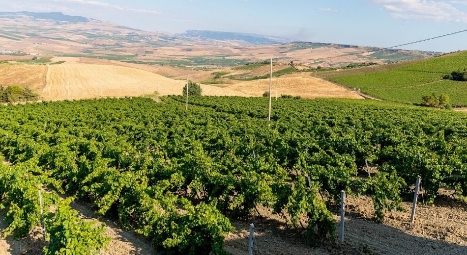 https://www.tp24.it/immagini_articoli/13-05-2026/1778656605-0-salaparuta-la-cassazione-da-ragione-alla-dop-il-territorio-prevale-sul-marchio-storico.jpg