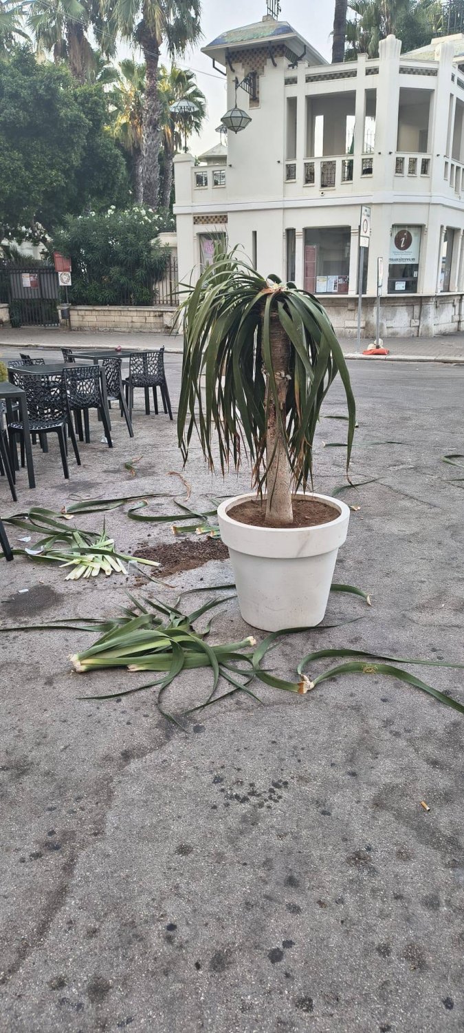 https://www.tp24.it/immagini_articoli/13-08-2026/1786613532-0-trapani-vandali-contro-le-piante-della-gelateria-gino-in-52-anni-mai-vista-tanta-incivilta.jpg