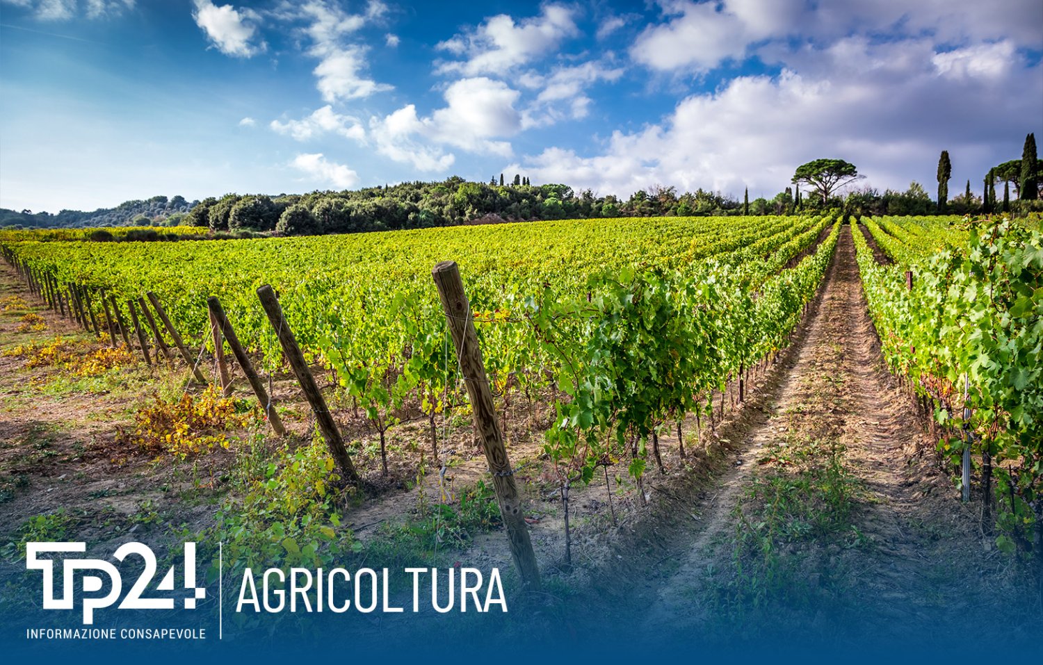 https://www.tp24.it/immagini_articoli/13-08-2026/1786636651-0-agricoltura-la-sicilia-e-terza-in-italia-nel-2025-vale-4-5-miliardi-di-euro.jpg