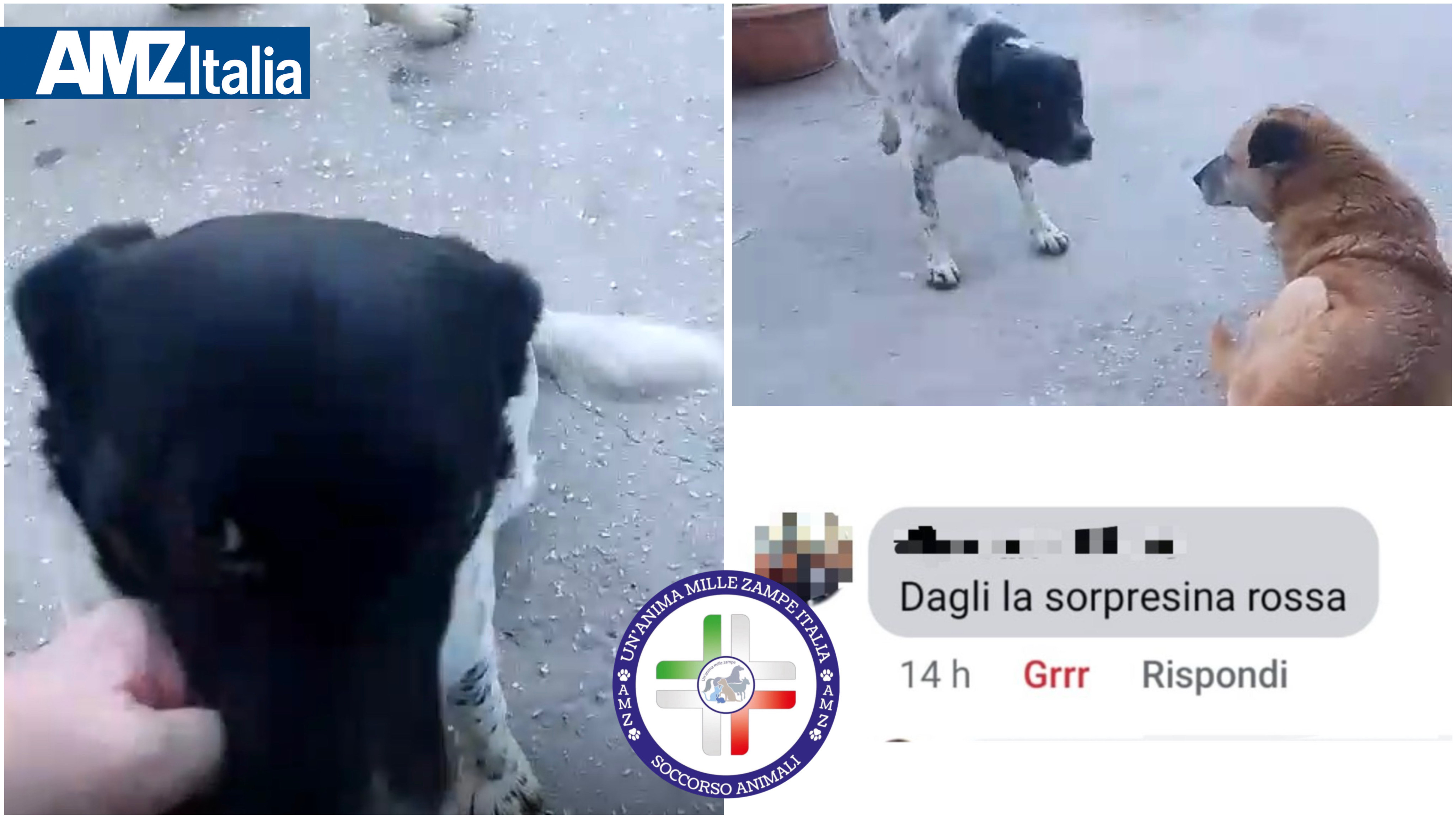 https://www.tp24.it/immagini_articoli/13-12-2025/1765620045-0-alcamo-gattina-sbranata-un-anima-mille-zampe-denuncia-istigazioni-alla-violenza.jpg