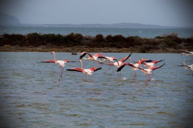 https://www.tp24.it/immagini_articoli/14-09-2026/le-saline-l-unesco-e-il-porto-di-trapani-resta-il-rebus-della-mappa-250.jpg